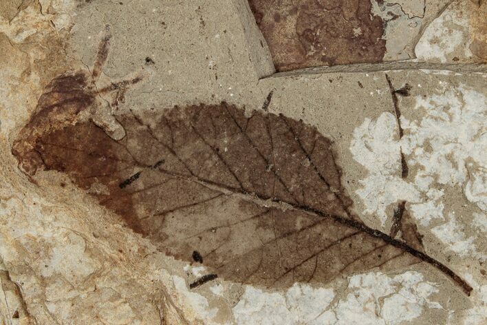 Fossil Plant (Alnus) Leaf - McAbee, BC #262245